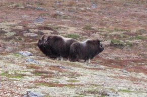 Moskus på Dovrefjell